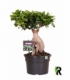 Ficus