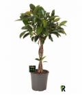 Ficus