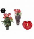Anthurium