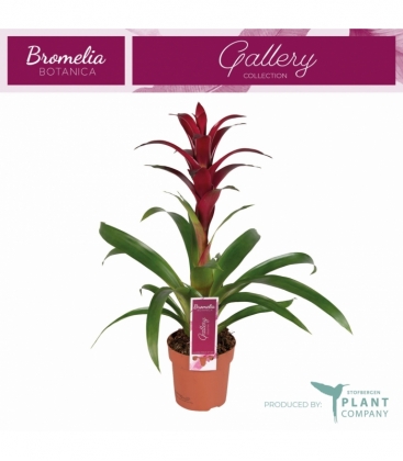 Guzmania