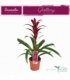 Guzmania