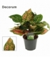 Aglaonema
