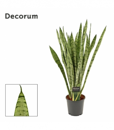 Sansevieria