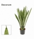 Sansevieria