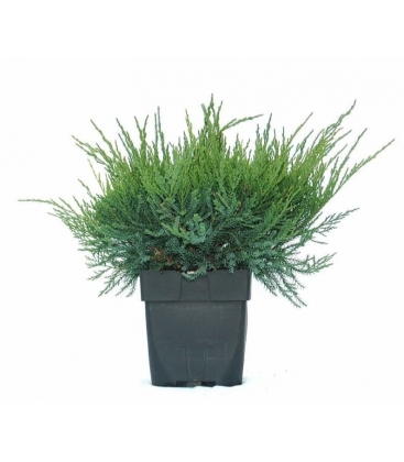 Juniperus