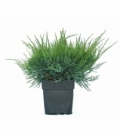 Juniperus
