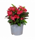 Euphorbia
