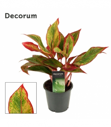 Aglaonema