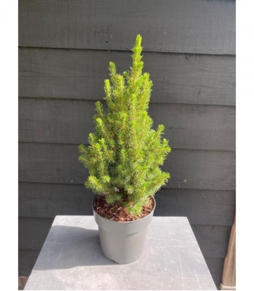 Picea