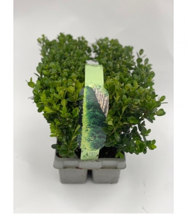 Buxus
