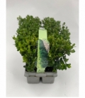 Buxus