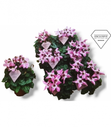 Cyclamen