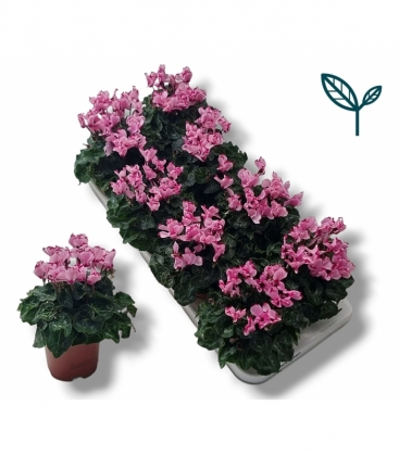 Cyclamen