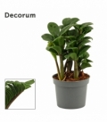 Zamioculcas