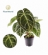 Anthurium