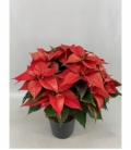 Poinsettia