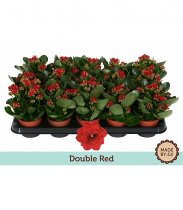 Kalanchoe