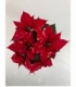 Poinsettia