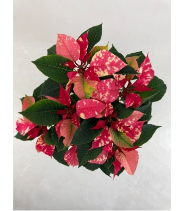 Poinsettia