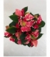 Poinsettia