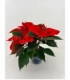 Poinsettia