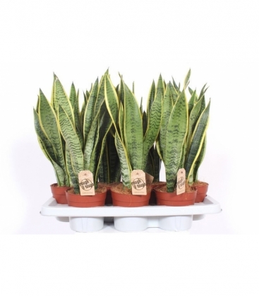 Sansevieria