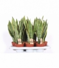 Sansevieria