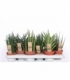 Sansevieria