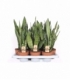 Sansevieria