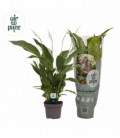 Spathiphyllum