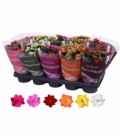 Kalanchoe