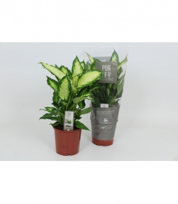Dieffenbachia