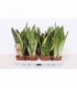 Sansevieria