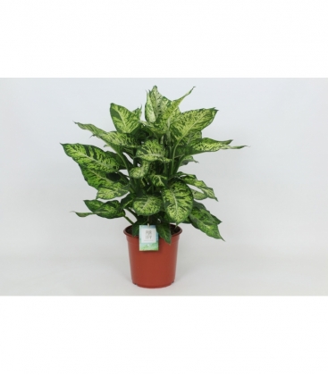 Dieffenbachia