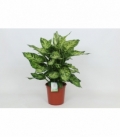 Dieffenbachia