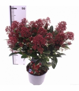 Skimmia