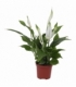 Spathiphyllum