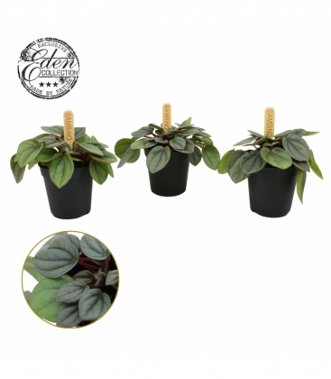Peperomia