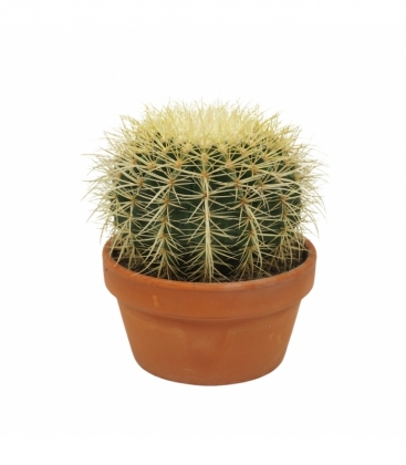 Echinocactus