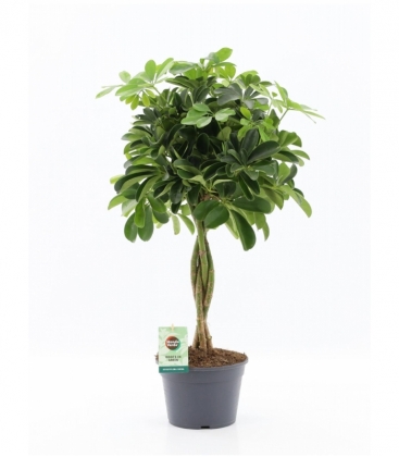Schefflera