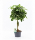 Schefflera