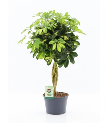 Schefflera