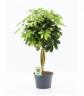 Schefflera