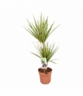 Dracaena
