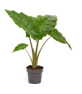 Alocasia