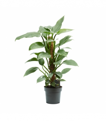 Philodendron