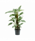Philodendron