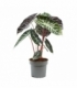 Alocasia