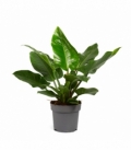 Philodendron