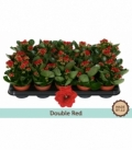 Kalanchoe